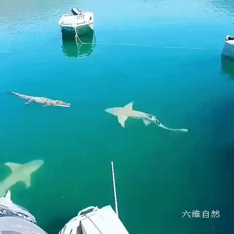 Rookie赛事官方发布问鼎冠军新规,澳大利亚队争议不断!的简单介绍 Rookie赛事官方发布问鼎冠军新规,澳大利亚队争议不断!的简单介绍